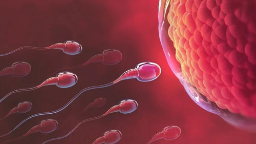 Male Infertility